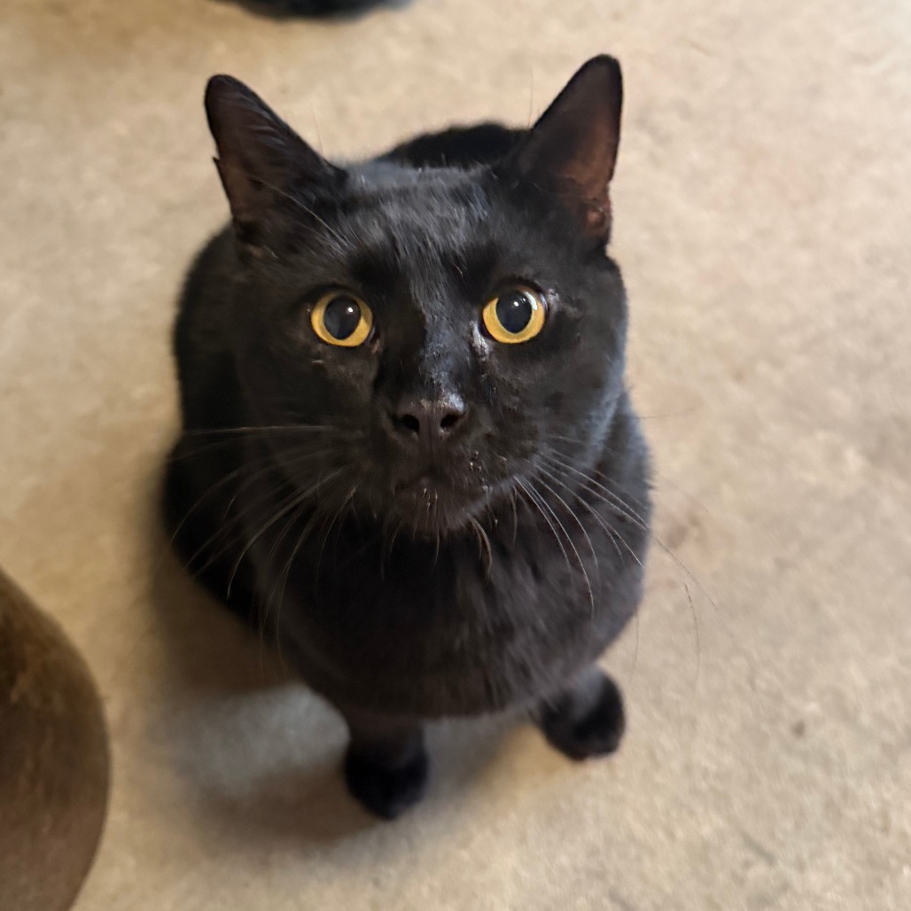 BEANIE - Domestic Shorthair available for adoption