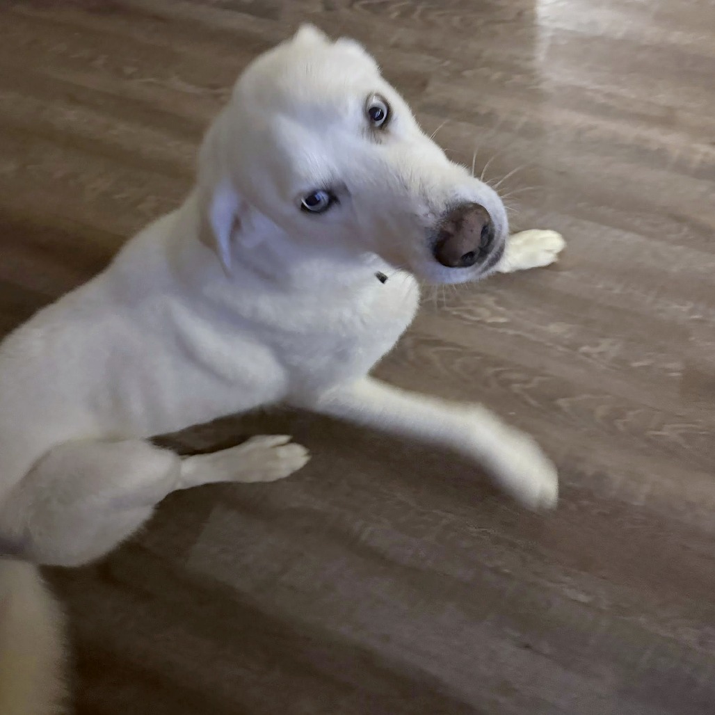 GOOFY — thumbnail 11