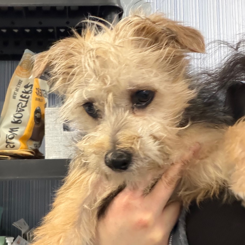 Stu Who — thumbnail 3