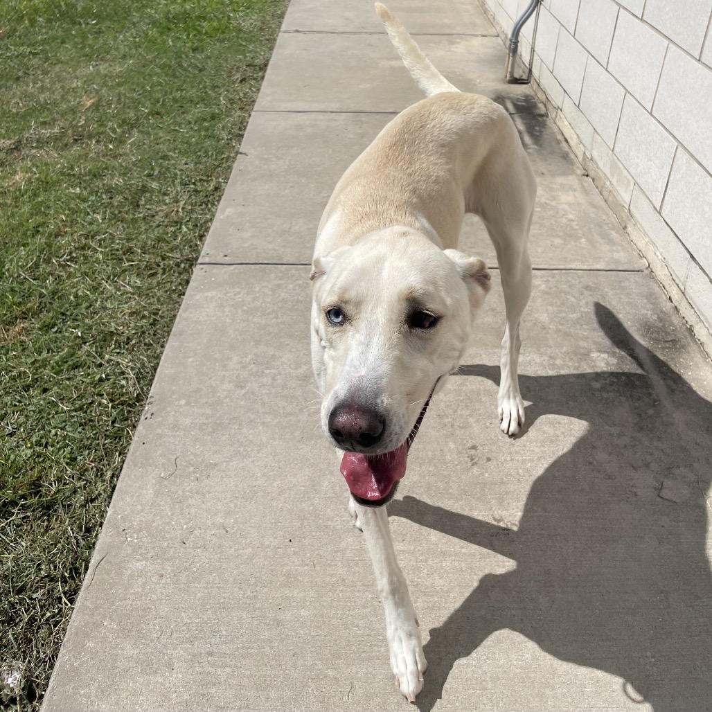BELLA - Retriever / Mix available for adoption