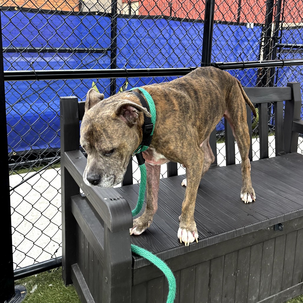 Bailey Blue, photo 5