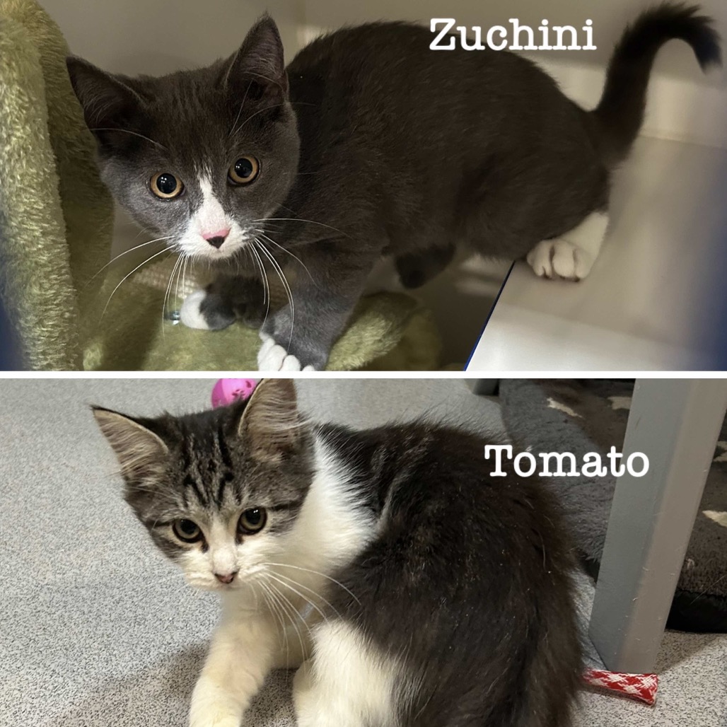 Tomato, photo 5