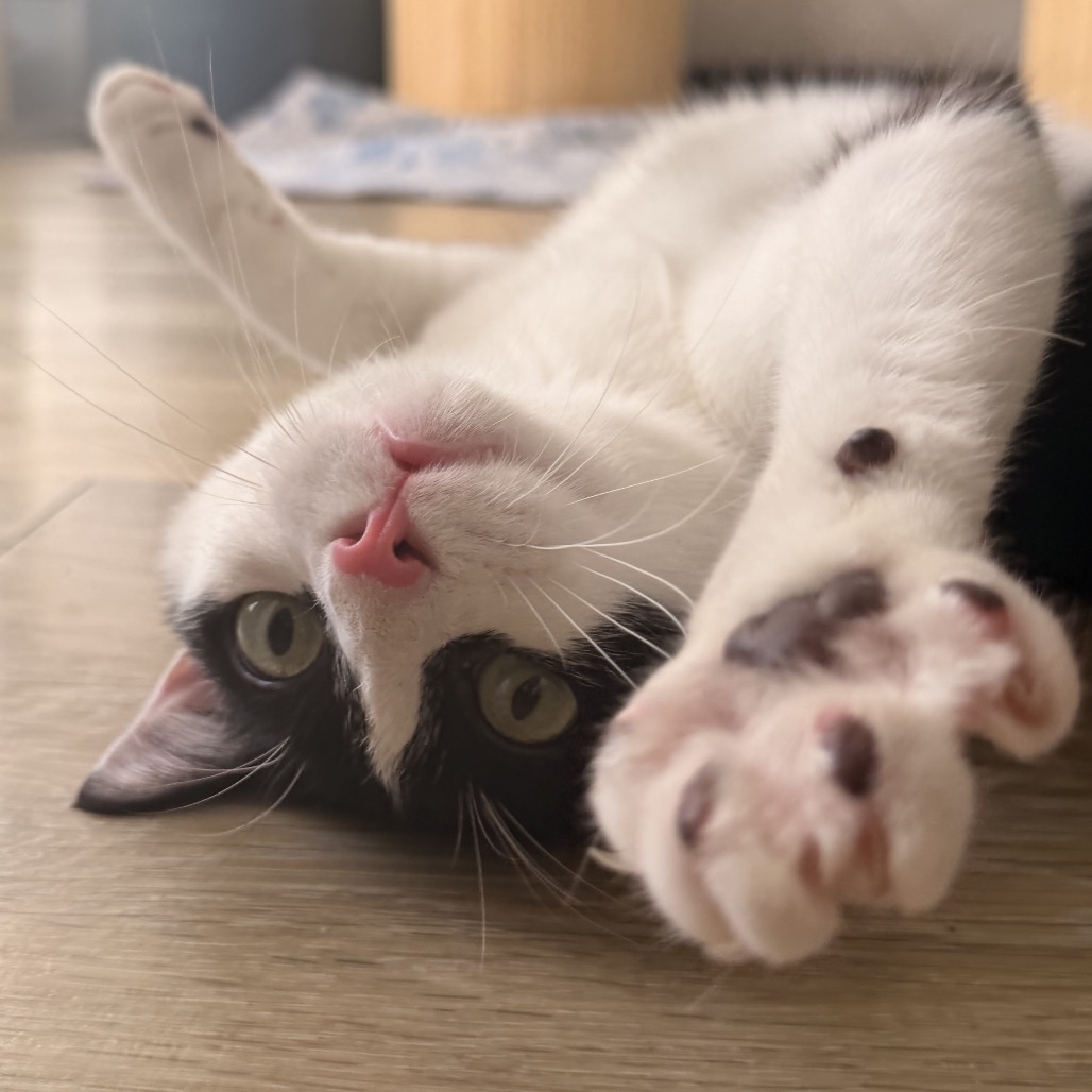 PENGUIN - Domestic Shorthair available for adoption