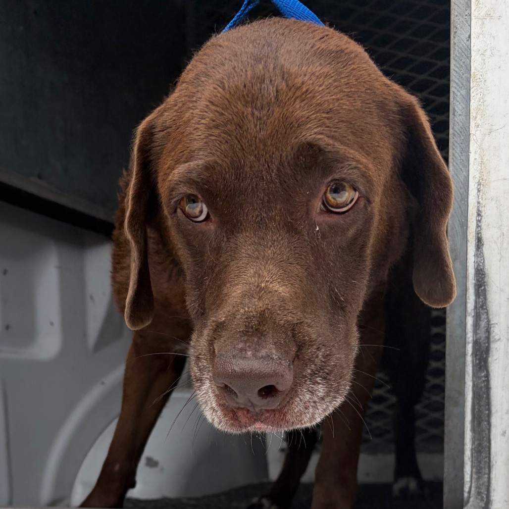 PUDGE - Retriever / Chocolate Labrador available for adoption
