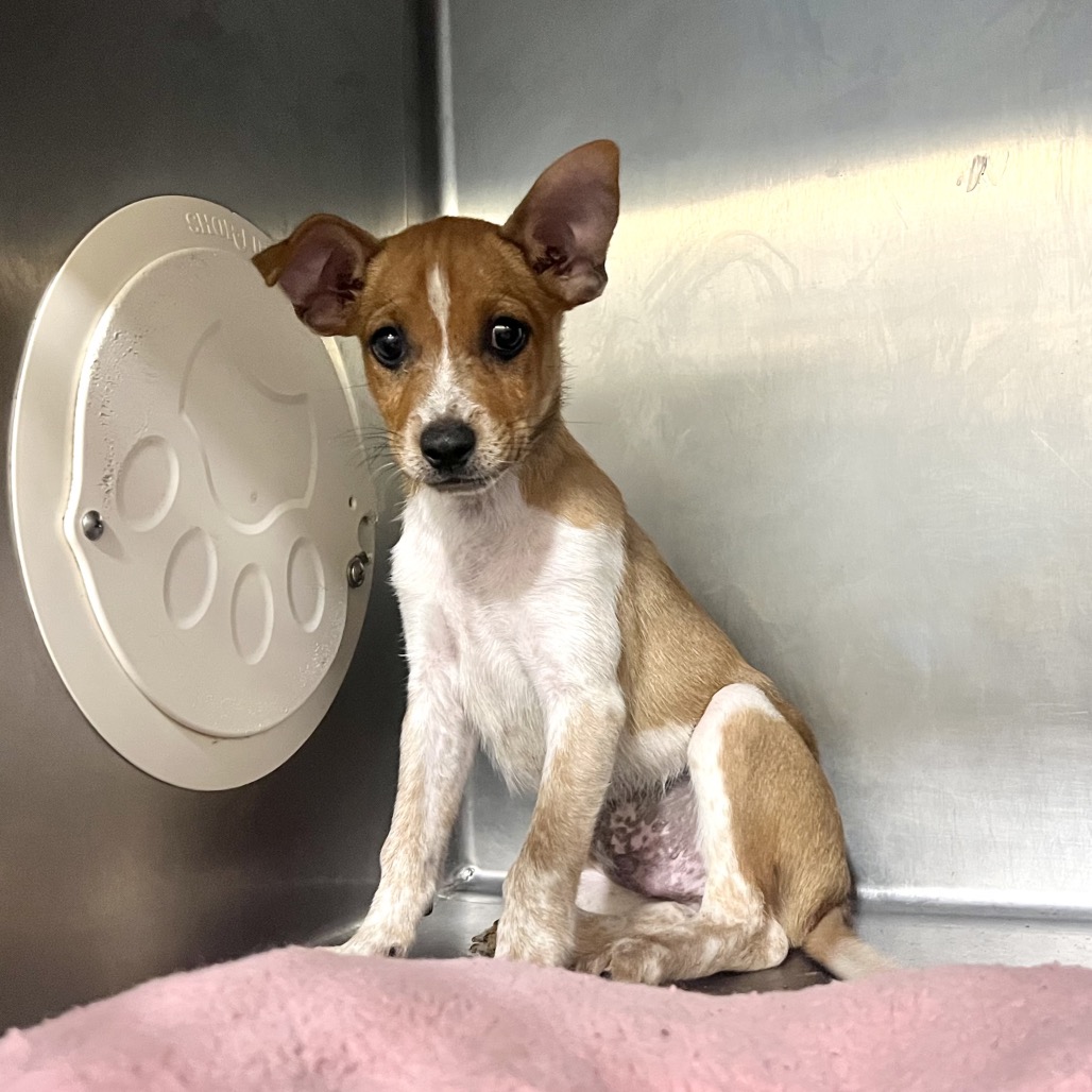 BERNIE - Cattle Dog / Australian (Red Heeler) available for adoption
