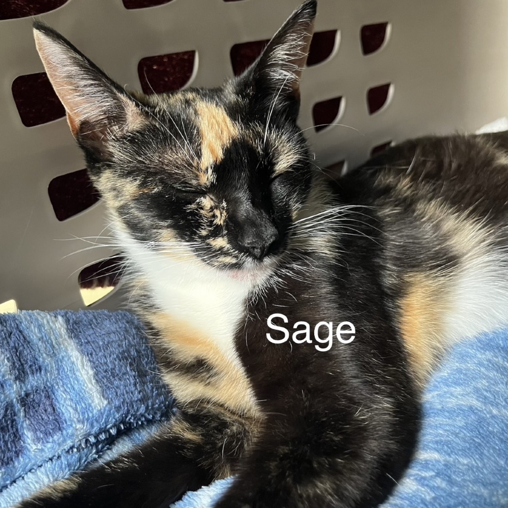 MAMA SAGE - Domestic Shorthair available for adoption