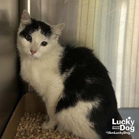 KIMBA - Domestic Longhair available for adoption