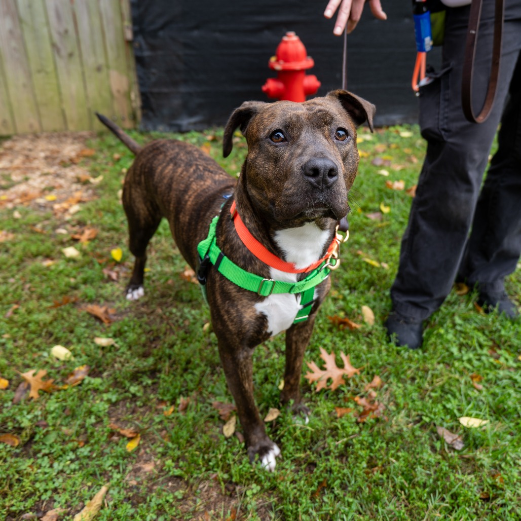 BECCA - Terrier / Pit Bull available for adoption