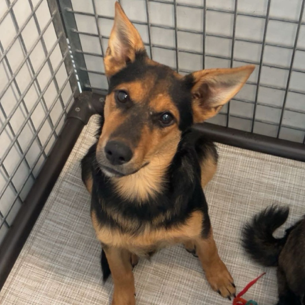 Ember — thumbnail 2