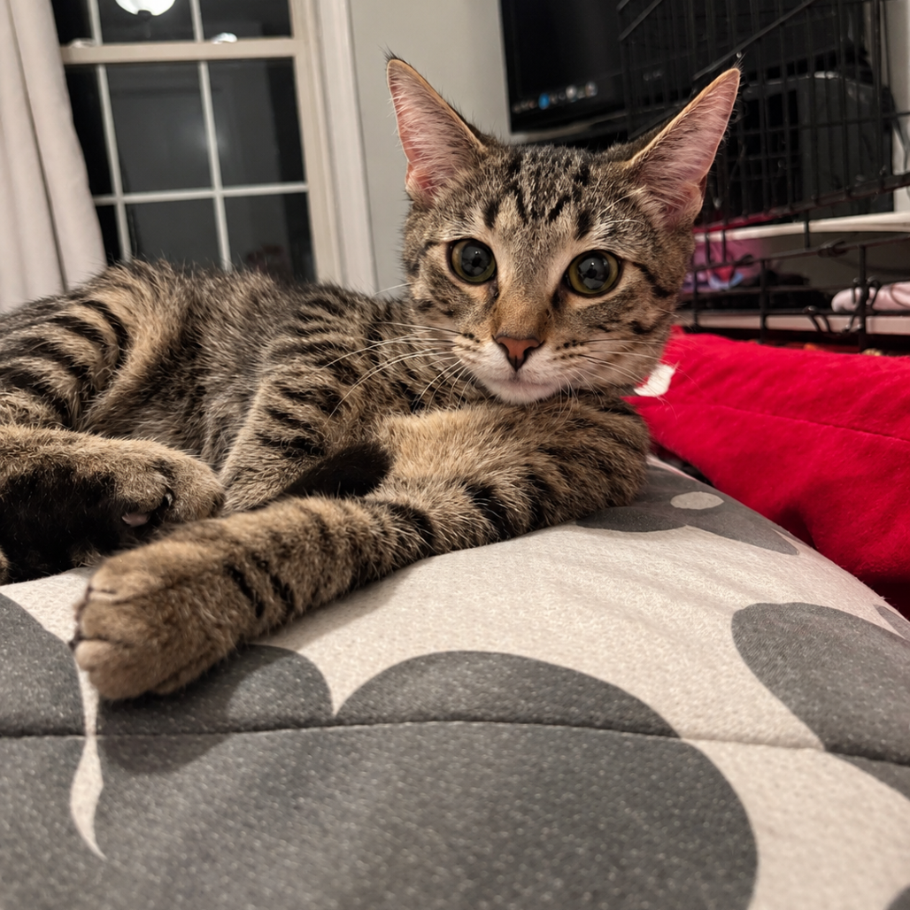 GARBANZO - Domestic Medium Hair available for adoption
