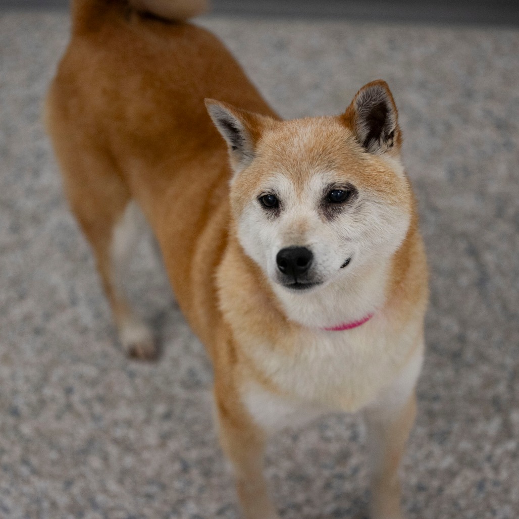 Smiley (MR26-336), photo 2