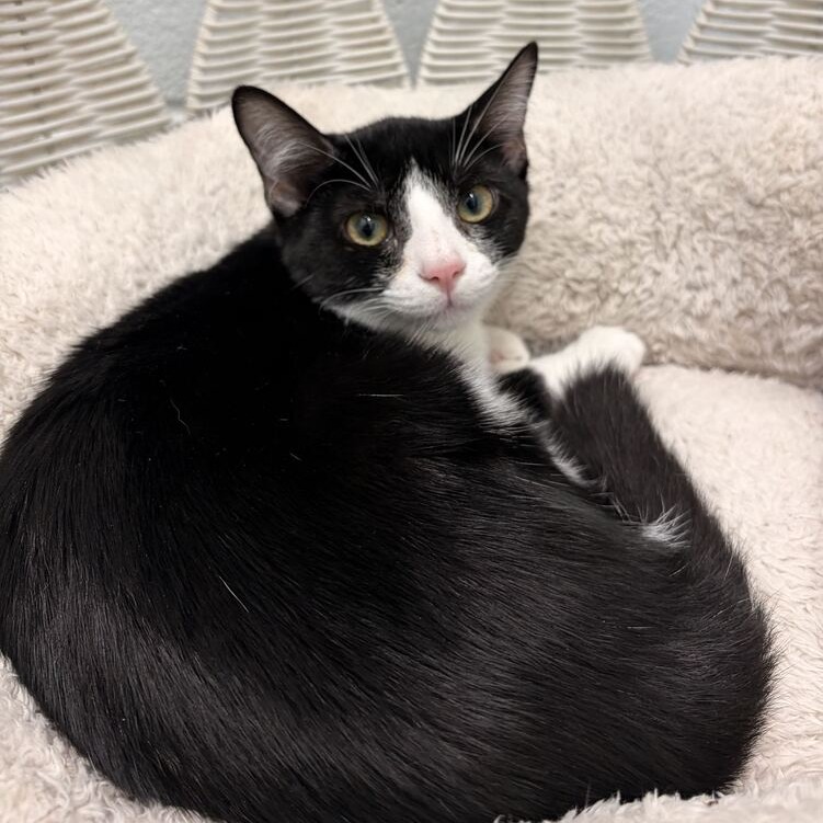 WONDERFUL (BONDED TO TERRIFIC) - Domestic Shorthair available for adoption