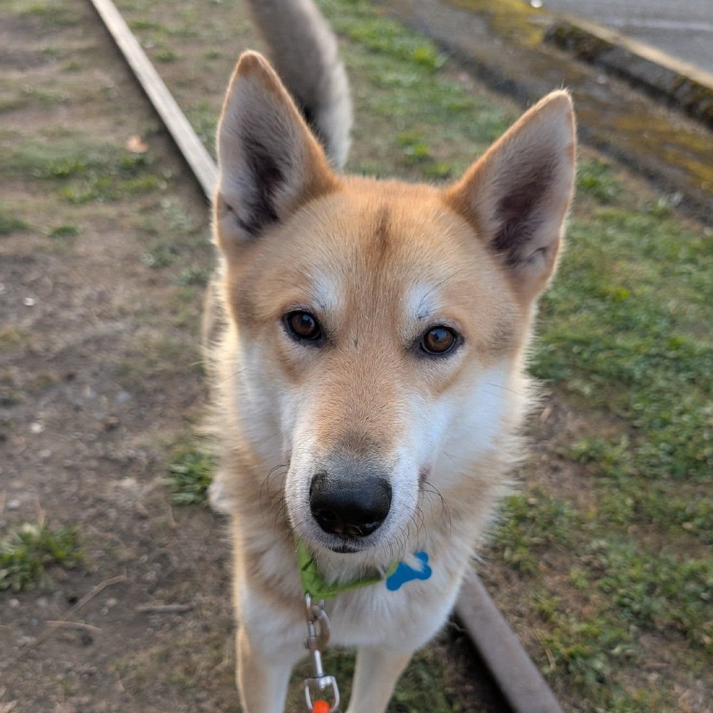 Siberian
