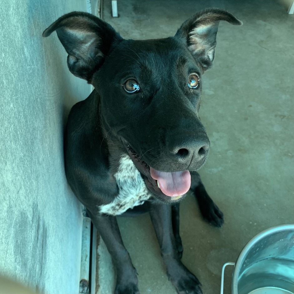 MARY KATE - Terrier, Pit Bull / Mixed Breed (Medium) available for adoption