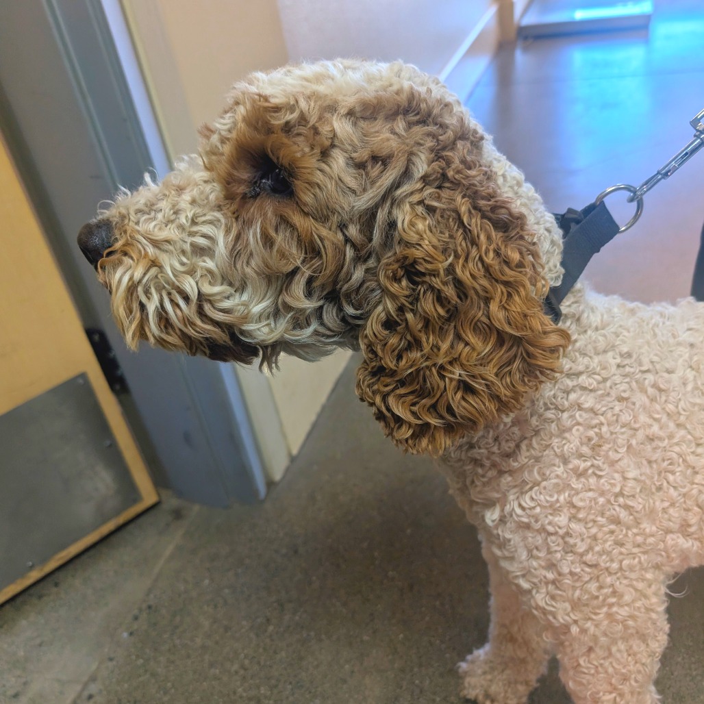 Kennel#23's preview photo