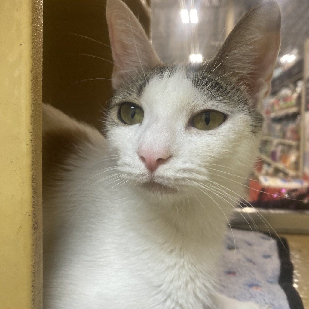 DULCE - Domestic Medium Hair available for adoption