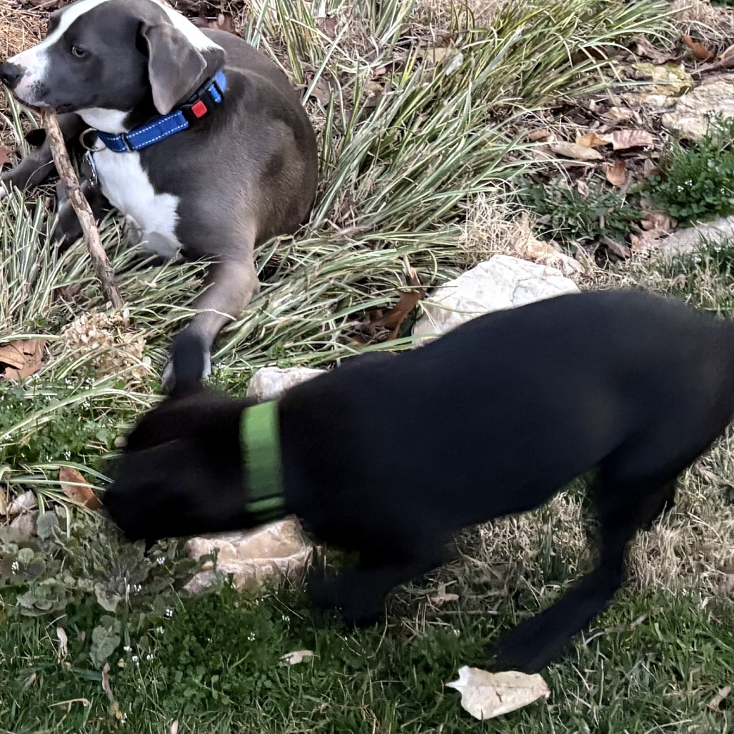 Cocoa pup - Teddy — thumbnail 5