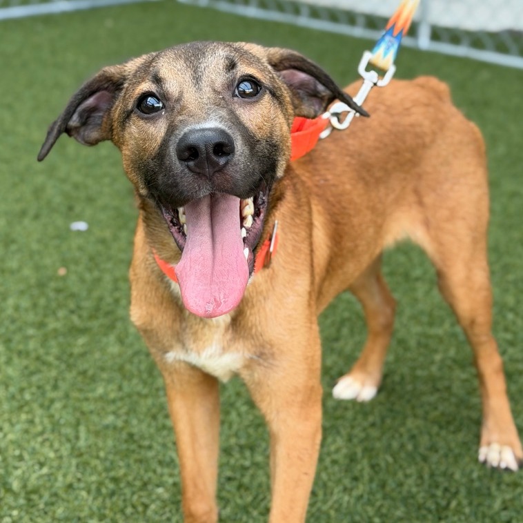 QUINCY - Hound / Retriever, Labrador available for adoption