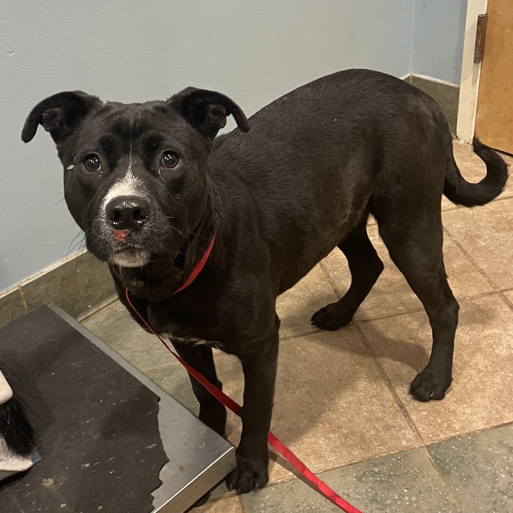 Colt — thumbnail 2