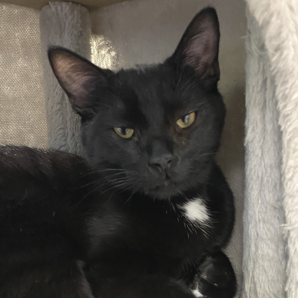 DEXTER (BONDED WITH DEEDEE) - Domestic Shorthair available for adoption