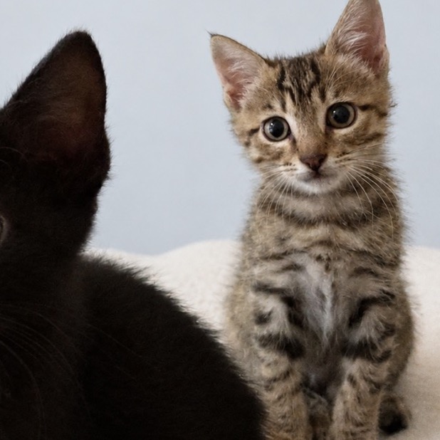 JUSTINE - Domestic Shorthair available for adoption
