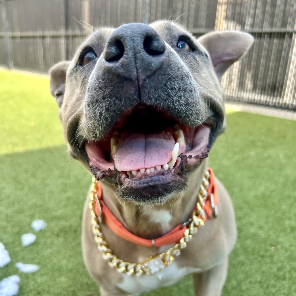 Snookioe Snookie is available for adoption at Guilford County Animal Services