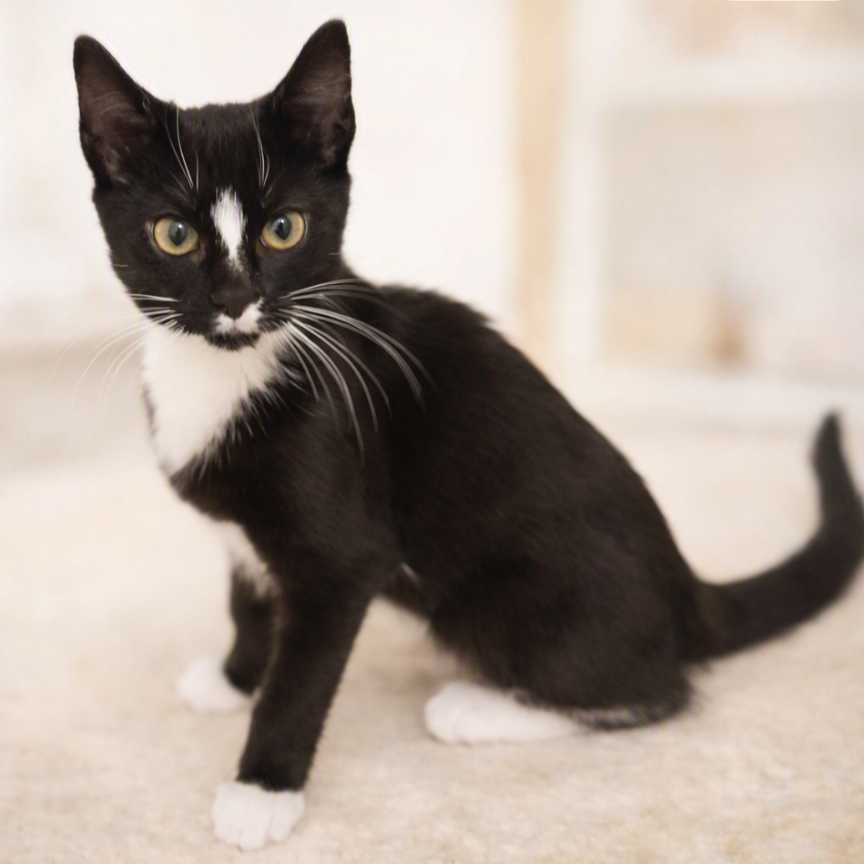RIAN - Domestic Shorthair / Unknown available for adoption