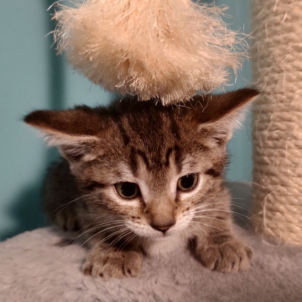 Astrid, photo 5