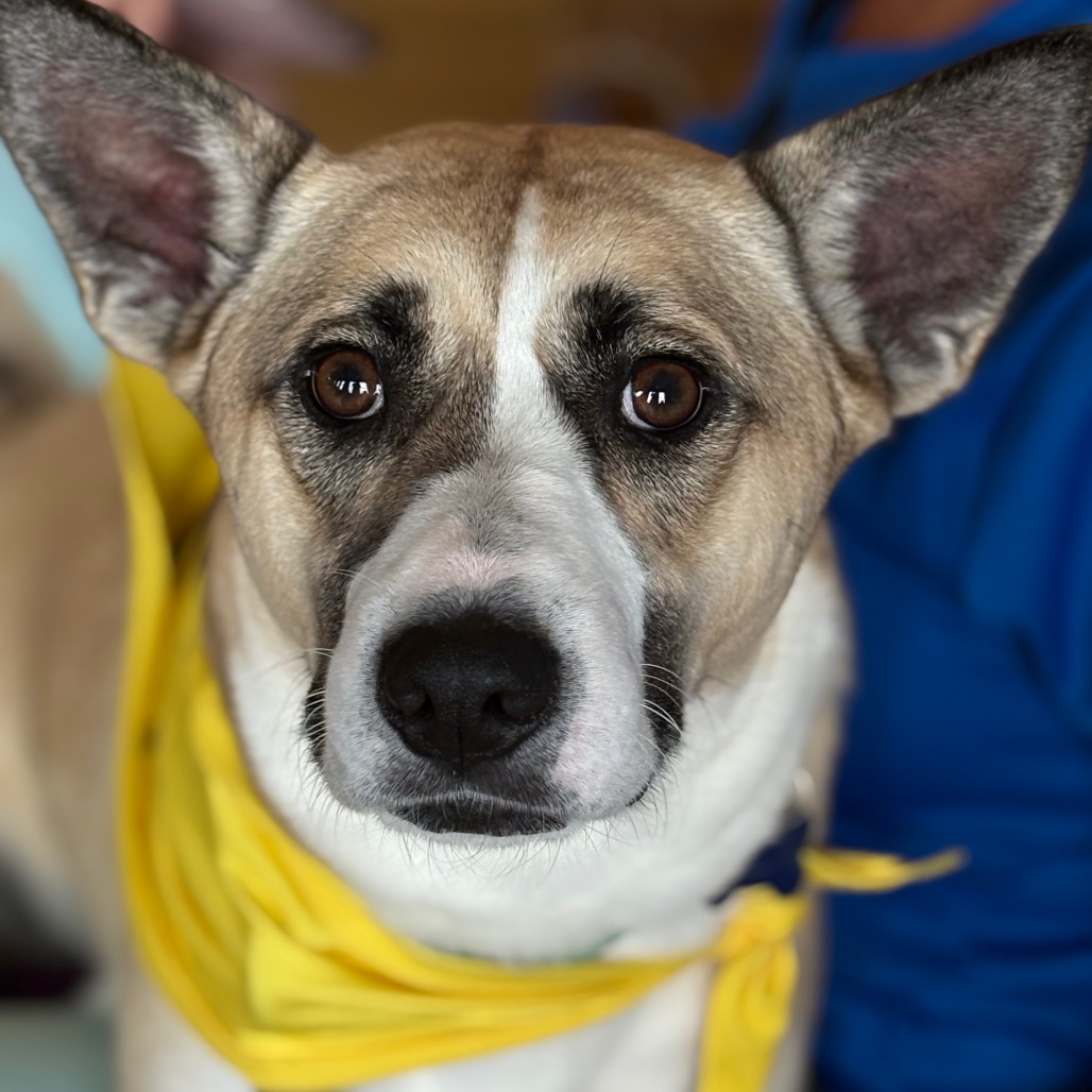 SAFFRON - Shepherd / Beagle available for adoption