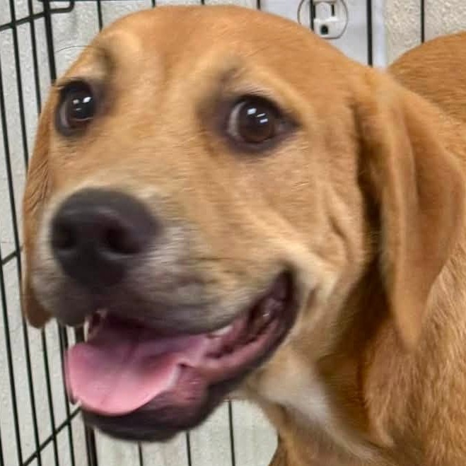TEX - Retriever, Labrador / Mix available for adoption