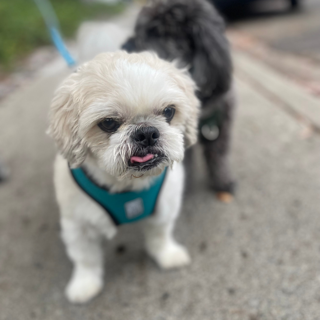 Charlie, photo 6