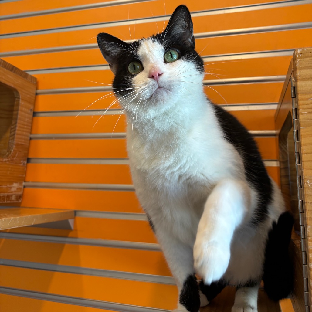 MICKY - Domestic Shorthair available for adoption