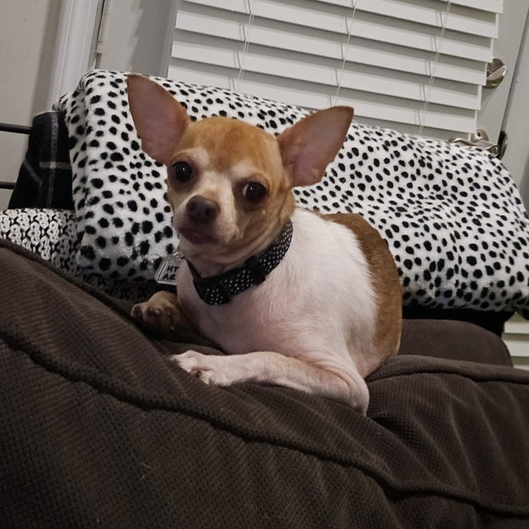 Dooley — thumbnail 3