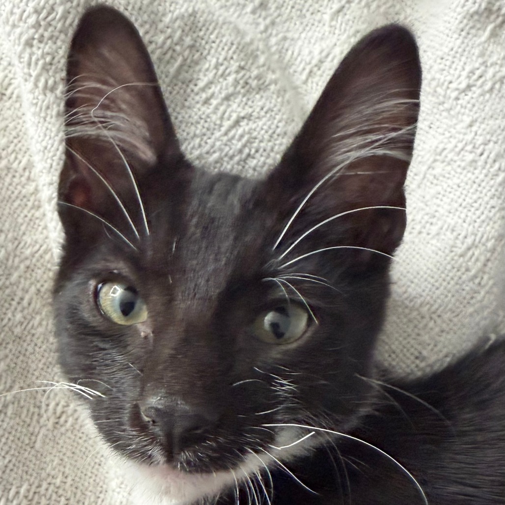 Frodo, photo 4