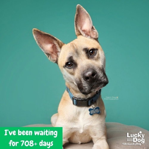 COLTON - Shepherd / Malinois, Belgian available for adoption