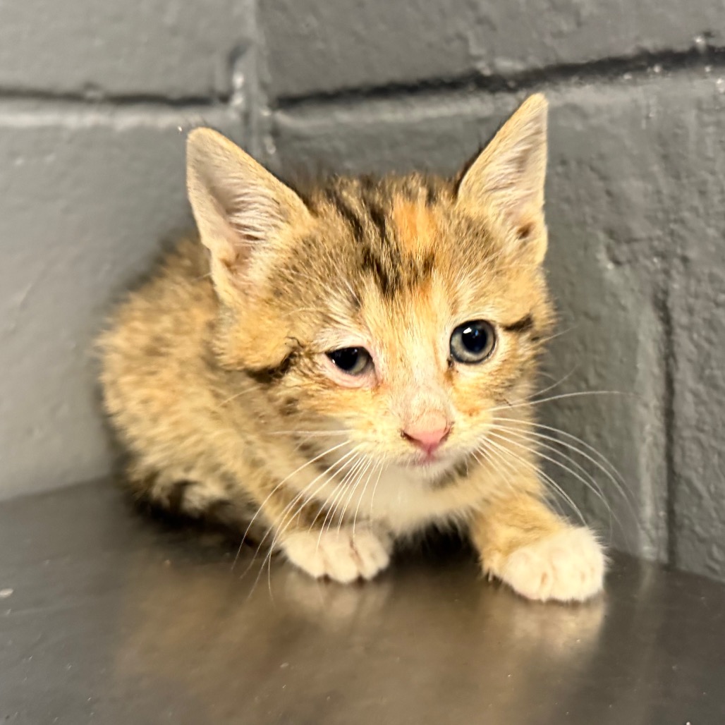 Tusc Stray 84128 2 3