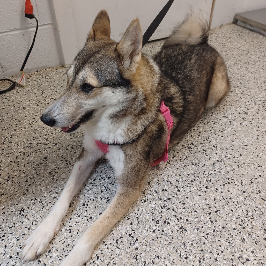BABIE - Malamute, Alaskan / Husky available for adoption