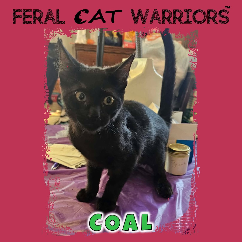 Coal