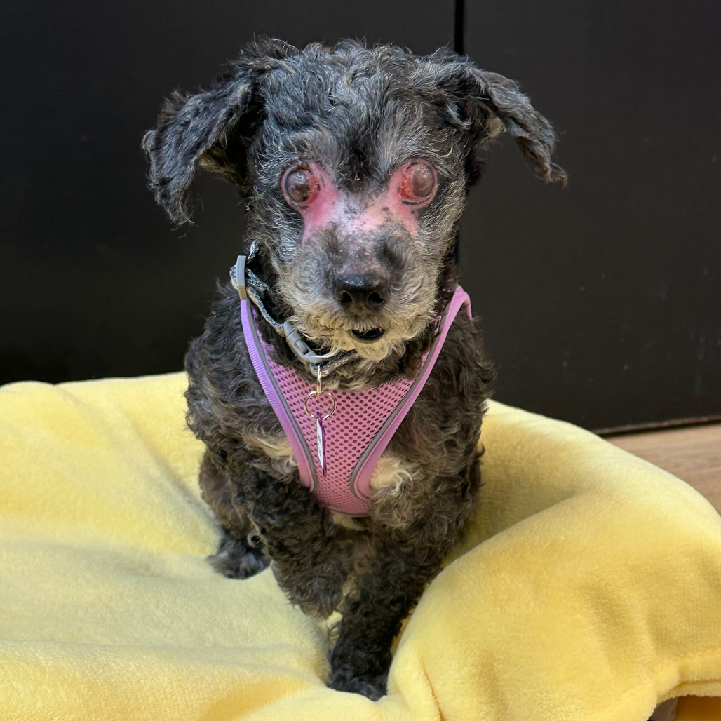 Cookie Fleck 13790 — thumbnail 3