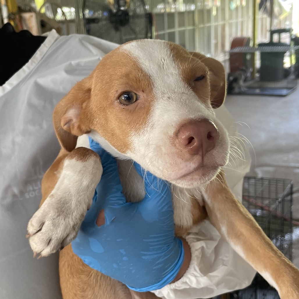 STRAWBERRY - Shepherd available for adoption