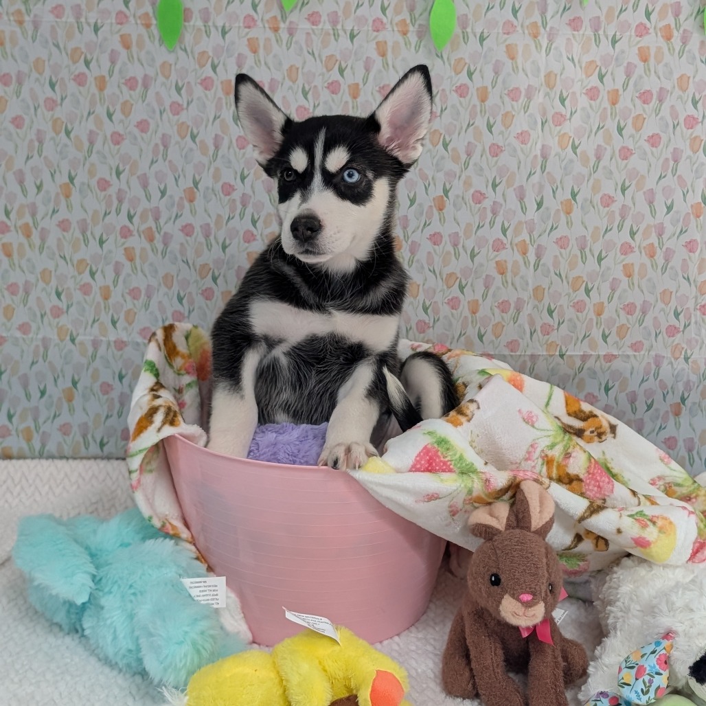 Bobsled — thumbnail 4