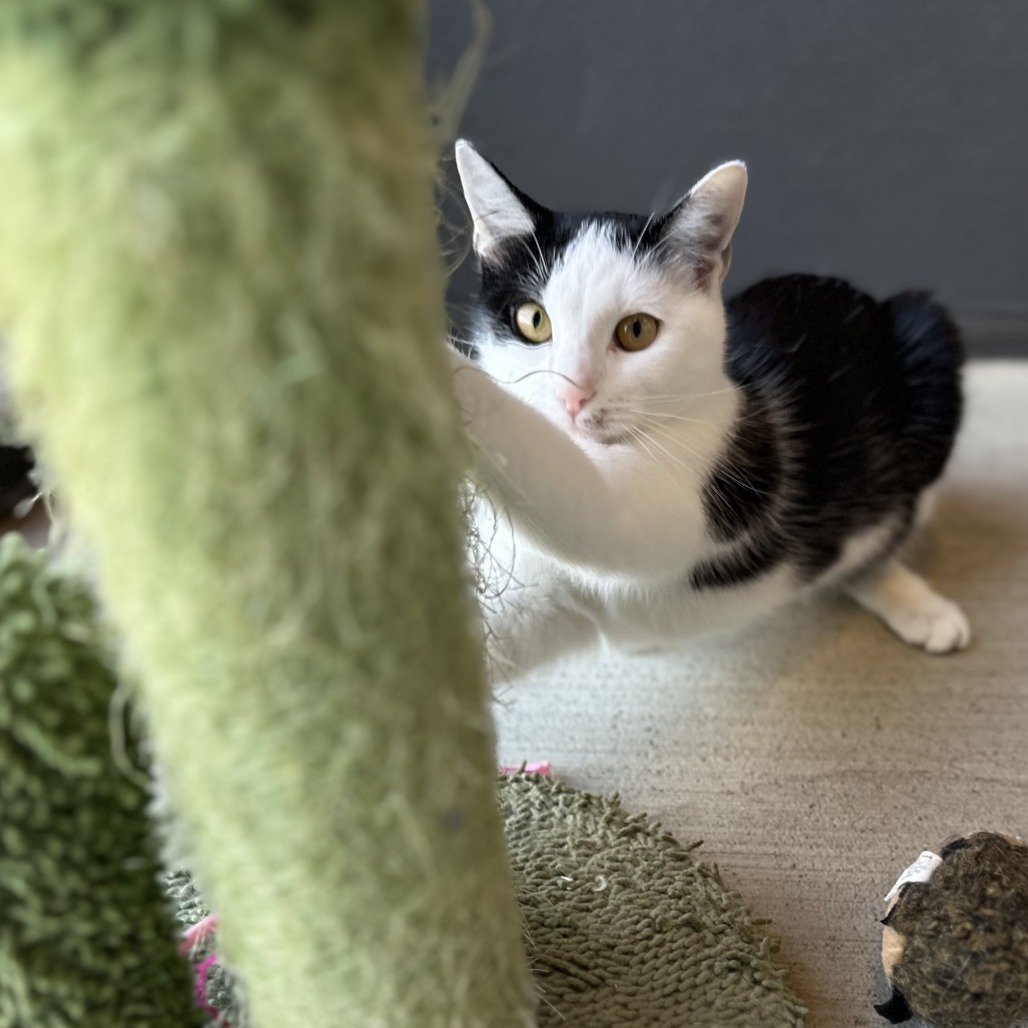 DAWN - Domestic Shorthair available for adoption
