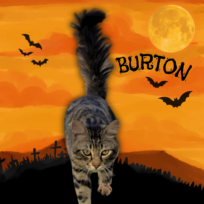 BURTON - Domestic Medium Hair available for adoption