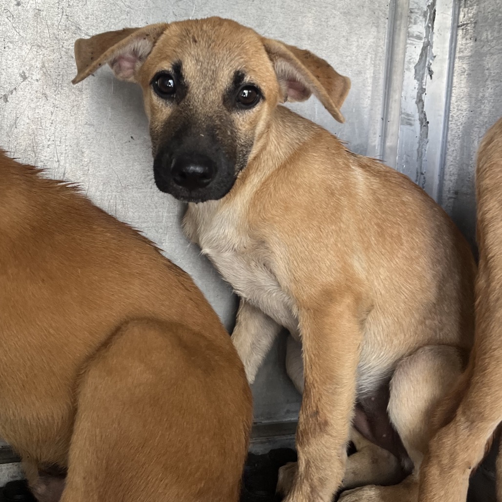 SANDY - Shepherd / Mix available for adoption