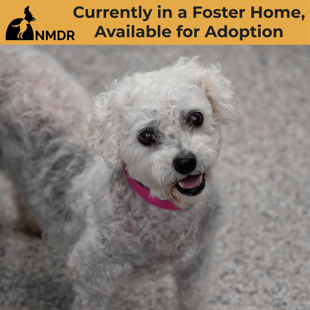 TRACEY (AP26-67) - Bichon Frise available for adoption
