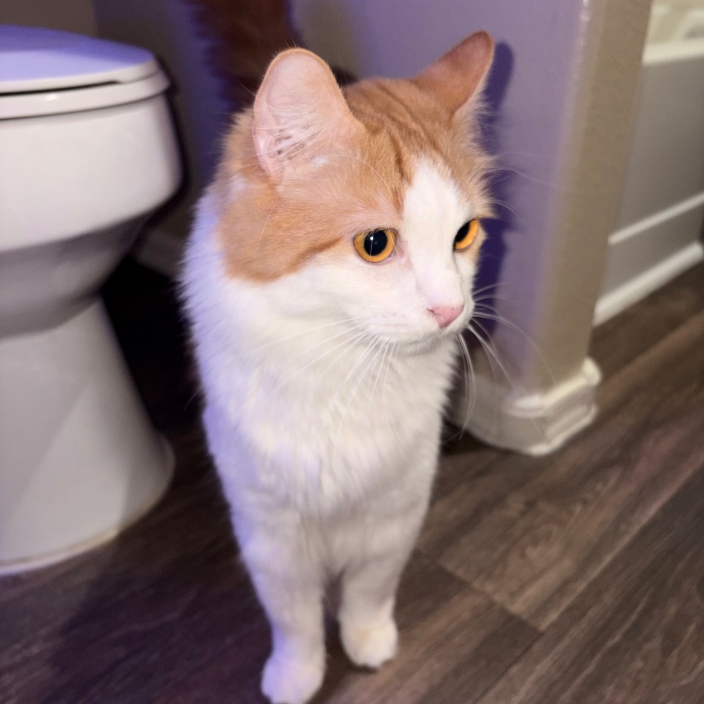 COMET - Domestic Medium Hair available for adoption