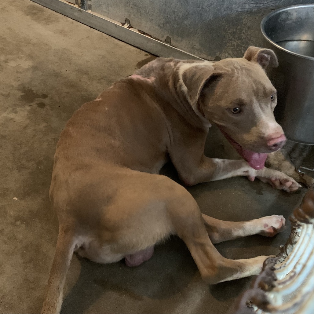PAPITO - Terrier, Pit Bull / Mixed Breed (Medium) available for adoption
