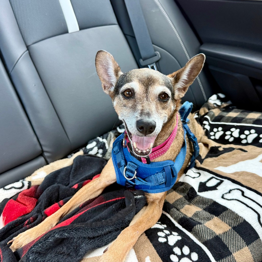 ALEXUS - Chihuahua / Terrier available for adoption