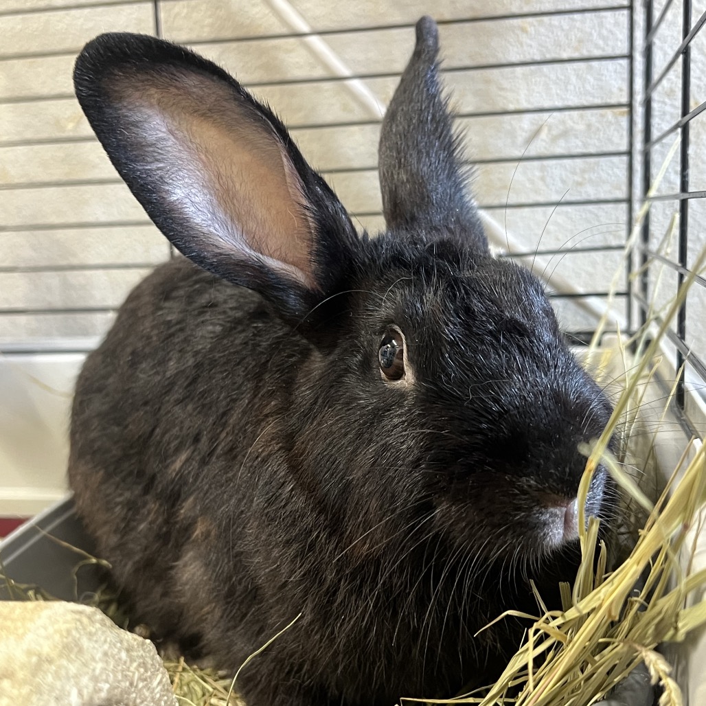 BEAUFORT - American Sable available for adoption