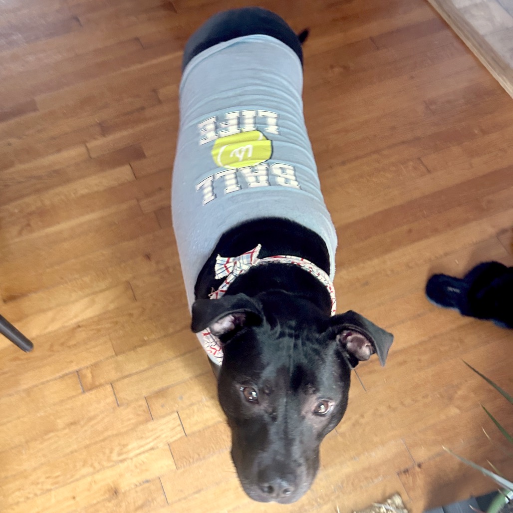 Bowser, photo 47